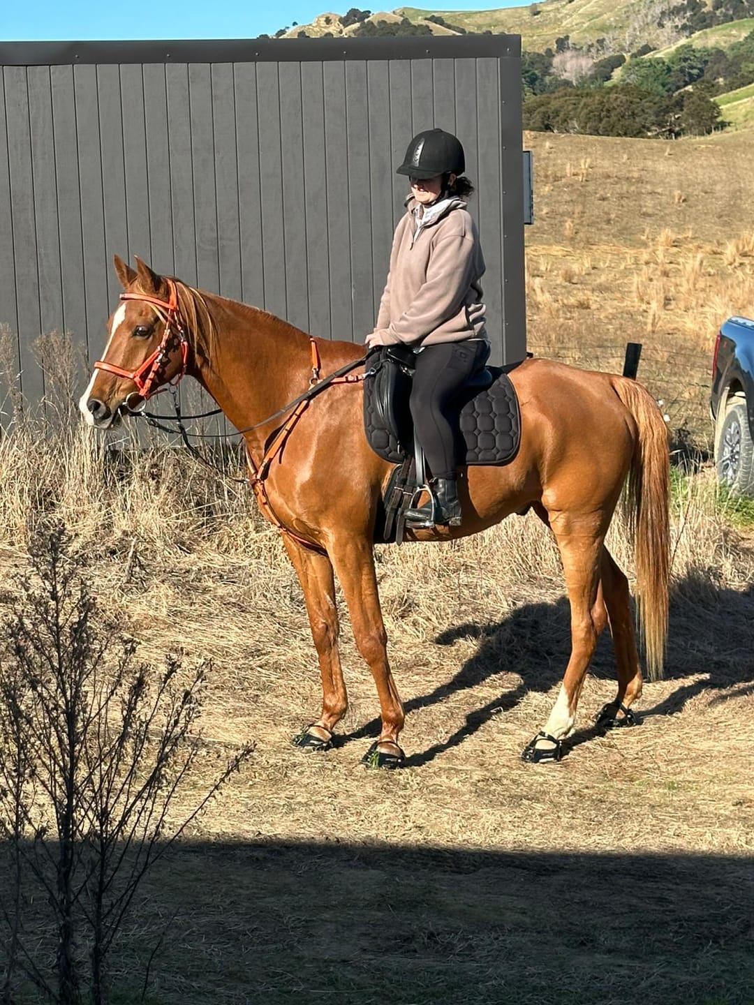 Customer photo review of Digestive EQ - Equine Gut Supplement