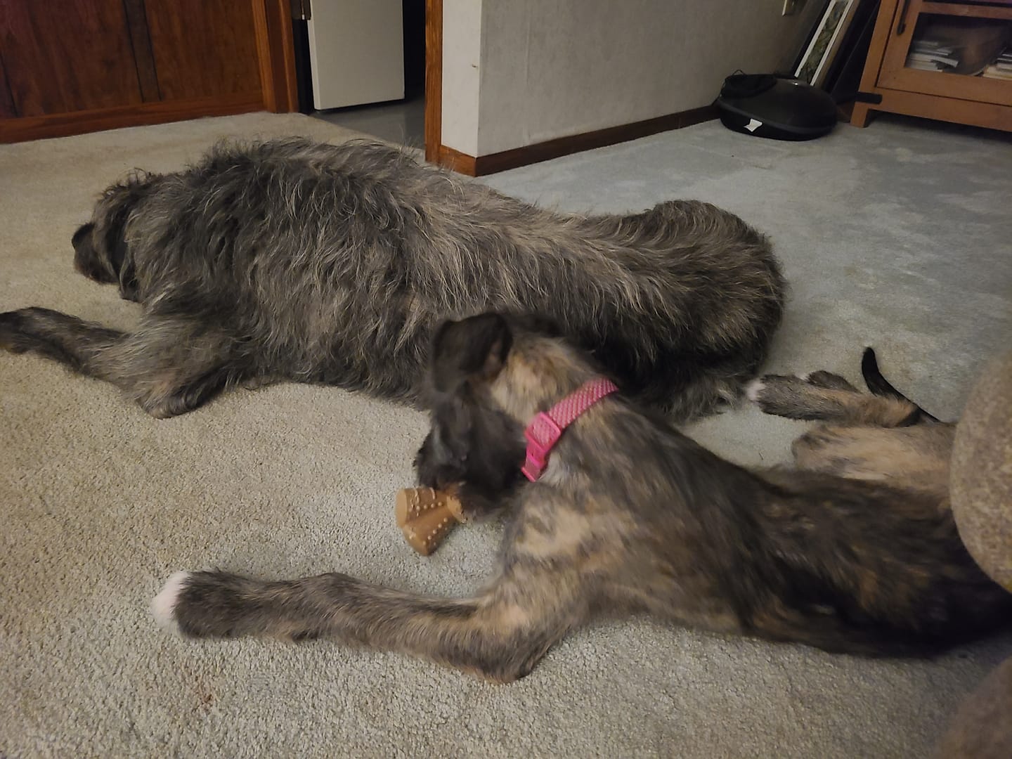 Customer photo review of 12 Inch Thick Braided Bully Stick