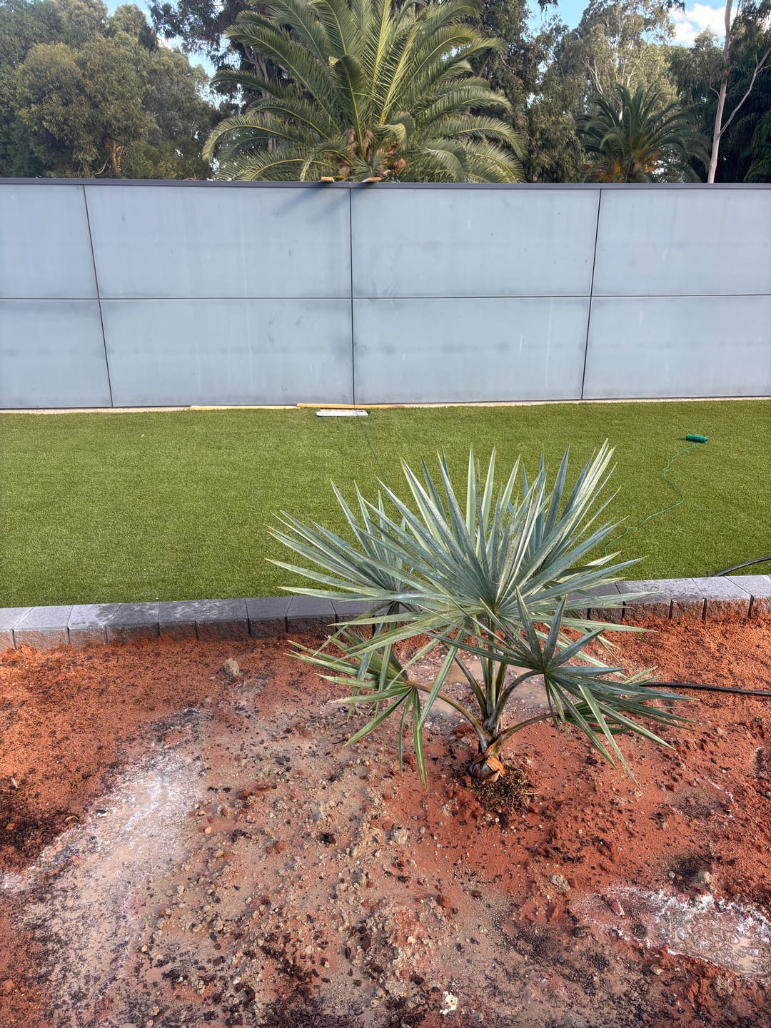 Customer photo review of Bismarck Palm - Bismarckia nobilis