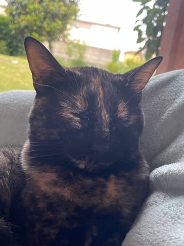 Negozio Motivi - D. review of Ricarica Diffusore (48 ml) image 1 out of 1