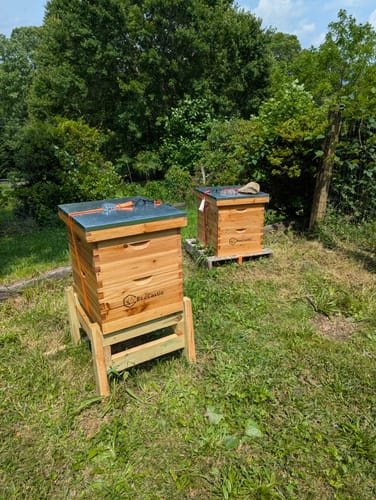 Customer photo review of BeeCastle Hives 10 Frame Wax Dipped Complete Beehive Kit:2 Designed Deep Bee Boxes and 1 Super Medium Box,Includes Premium Wooden Frames and Beeswax-Plastic Foundation