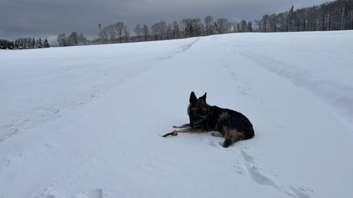 Customer photo review of Shiny Hair