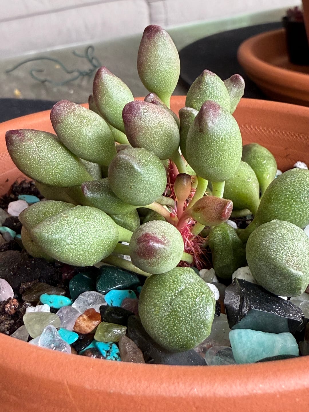 Customer photo review of Adromischus cristatus 'Indian Clubs'