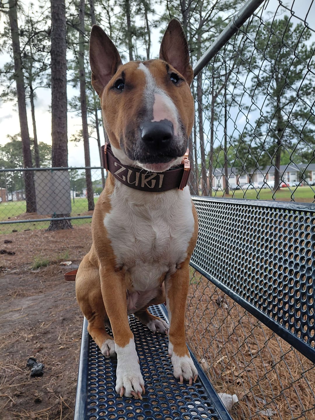 Customer photo review of 1.5" Tacti Dog Collar Slim Luxe - Rose Gold - Chocolate