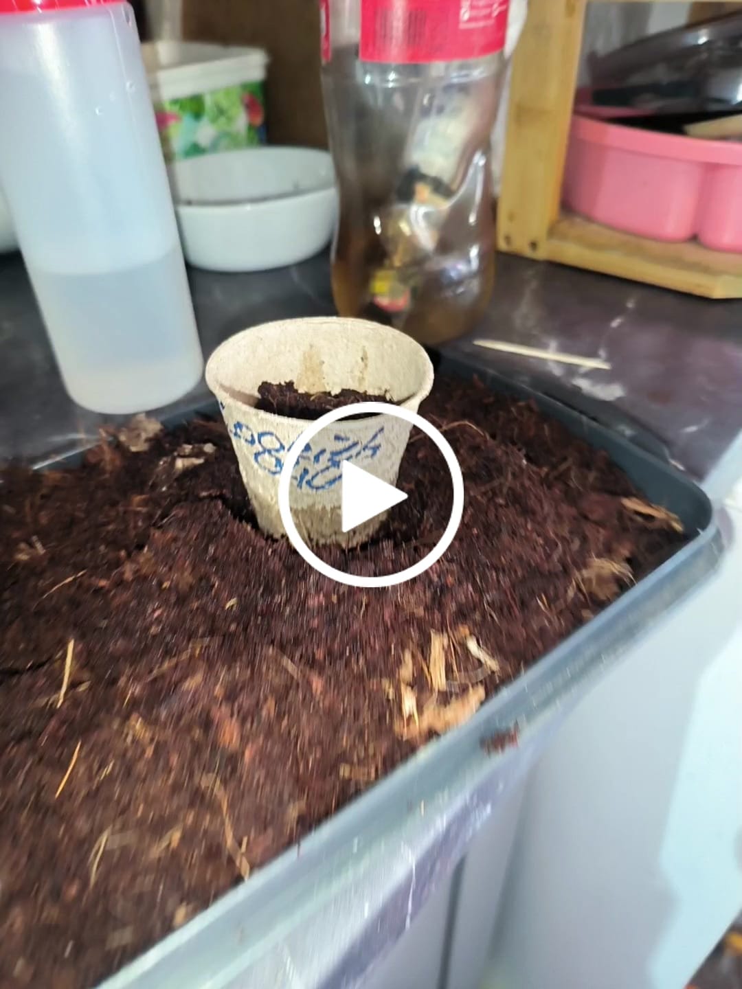 Customer video review of Cookies 040 Cannabis Samen, Feminisierte Autoflowering Indica Samen für den Eigenanbau