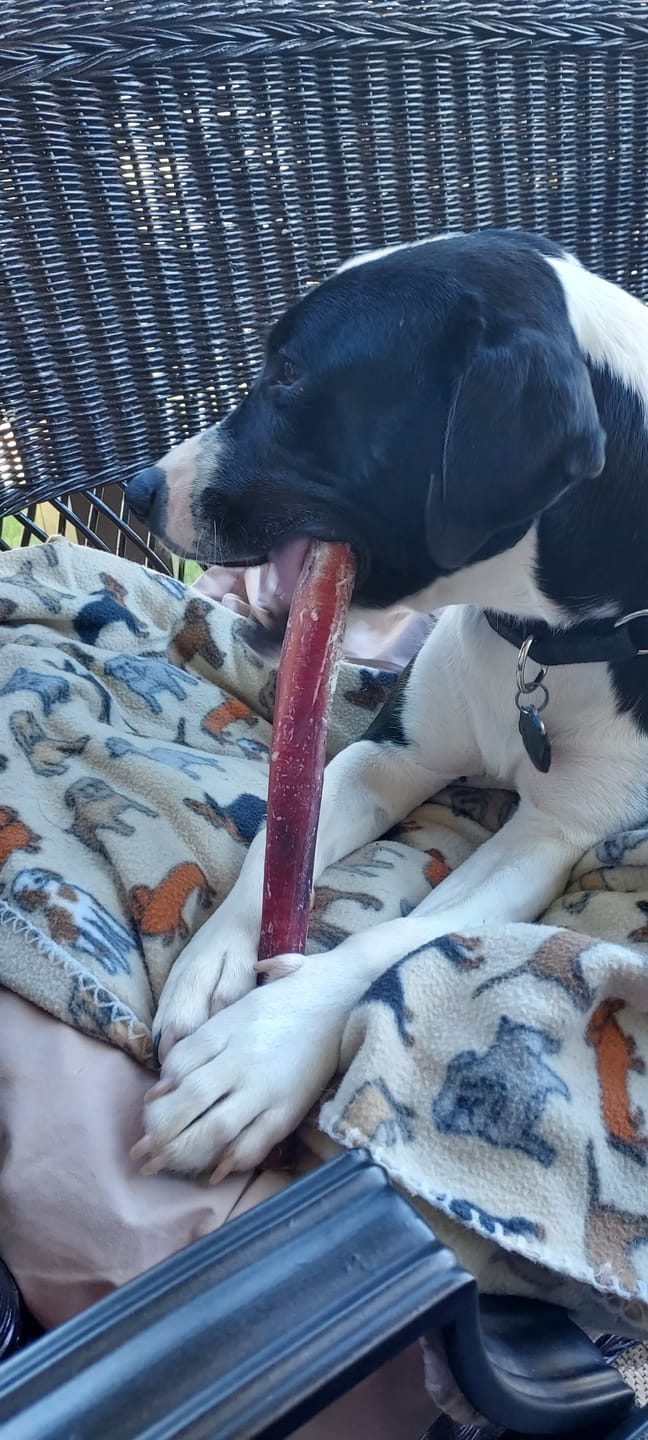 Customer photo review of 12 Inch Standard Bully Stick