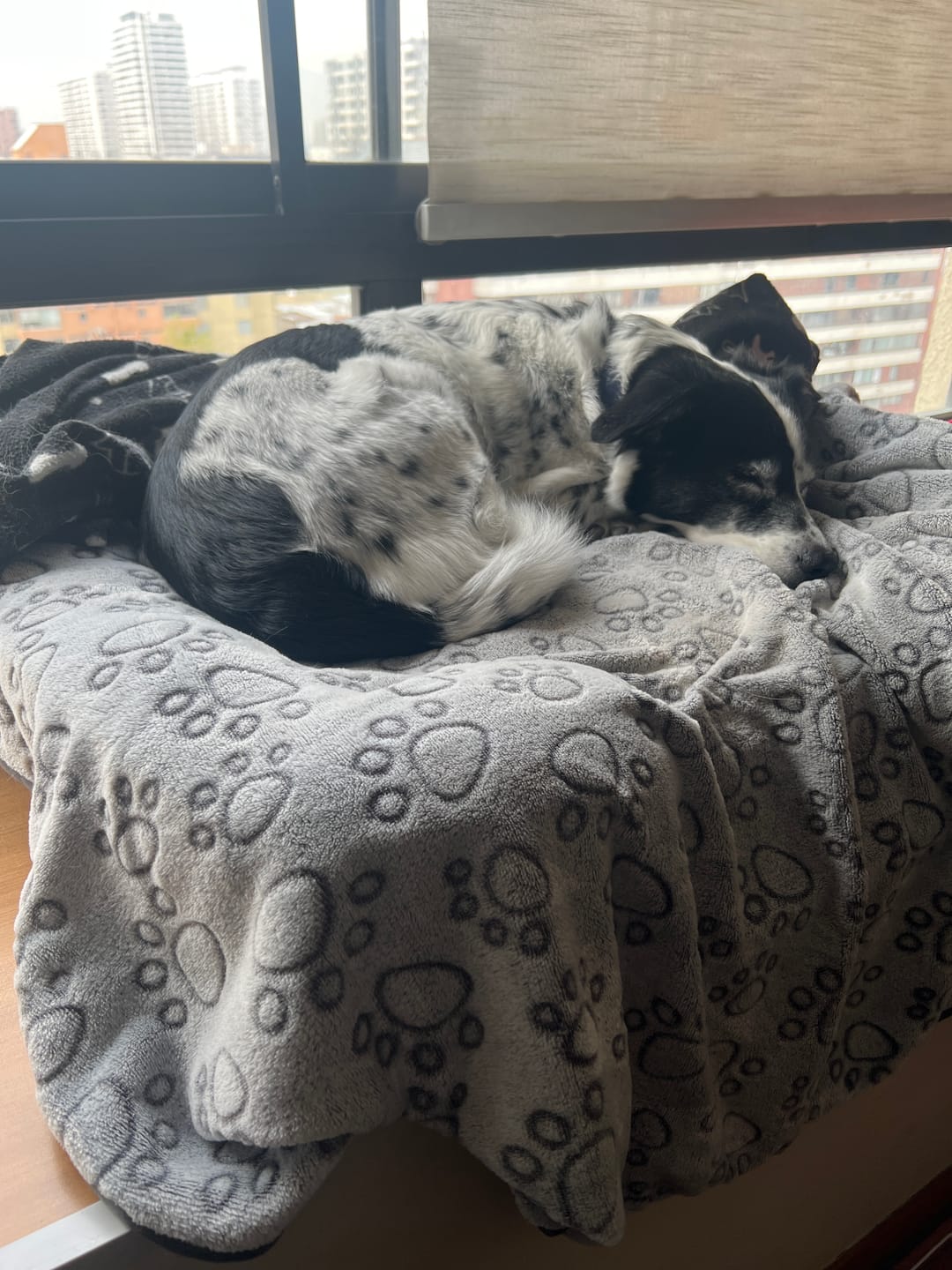 Customer photo review of Manta Suave The Dogs
