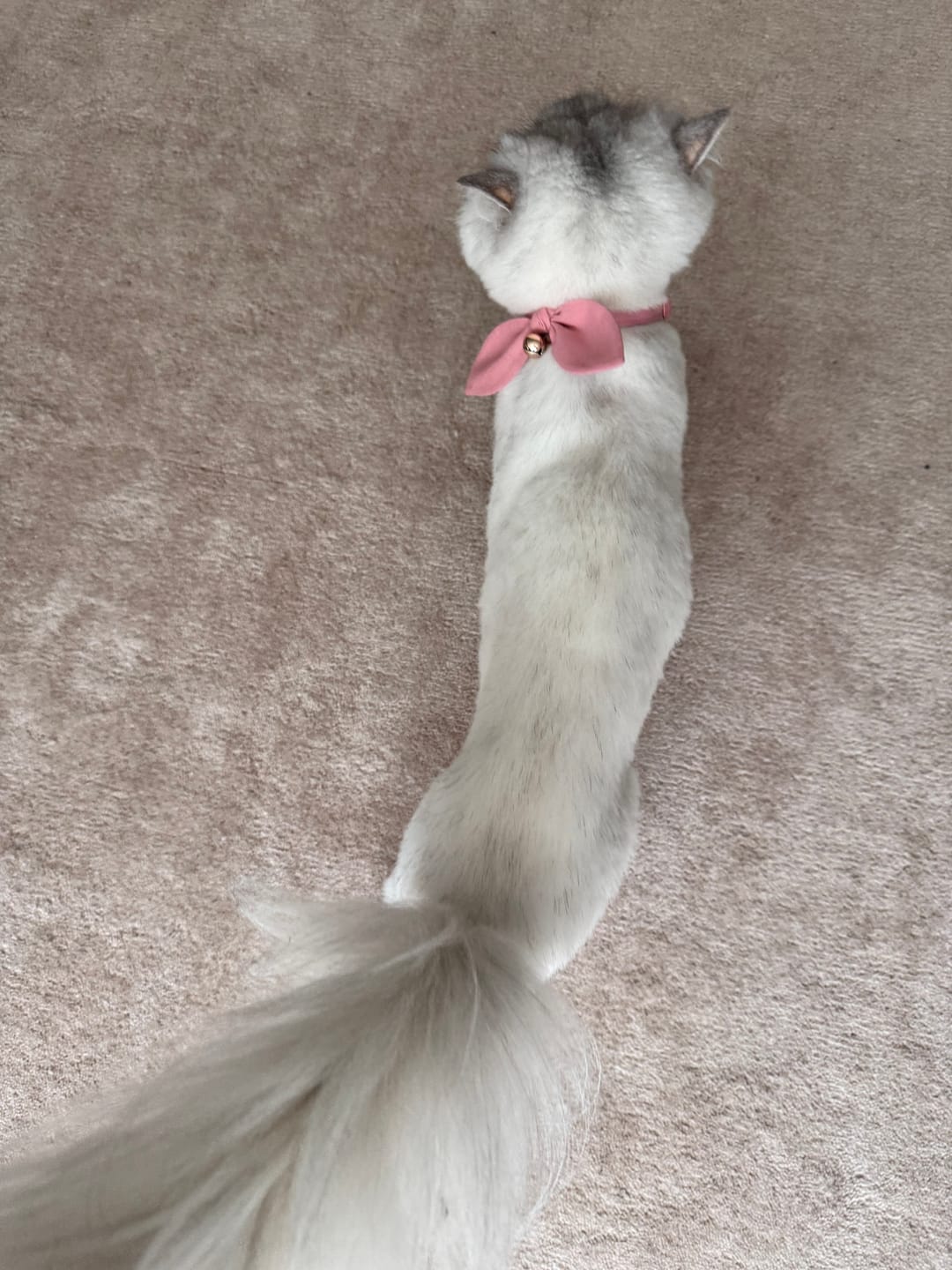 Customer photo review of Dusty Pink Bow Cat Collar