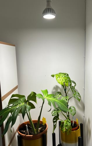 Customer photo review of Pianta Grow Light and Enna Plug-in Ceiling Pendant Bundle