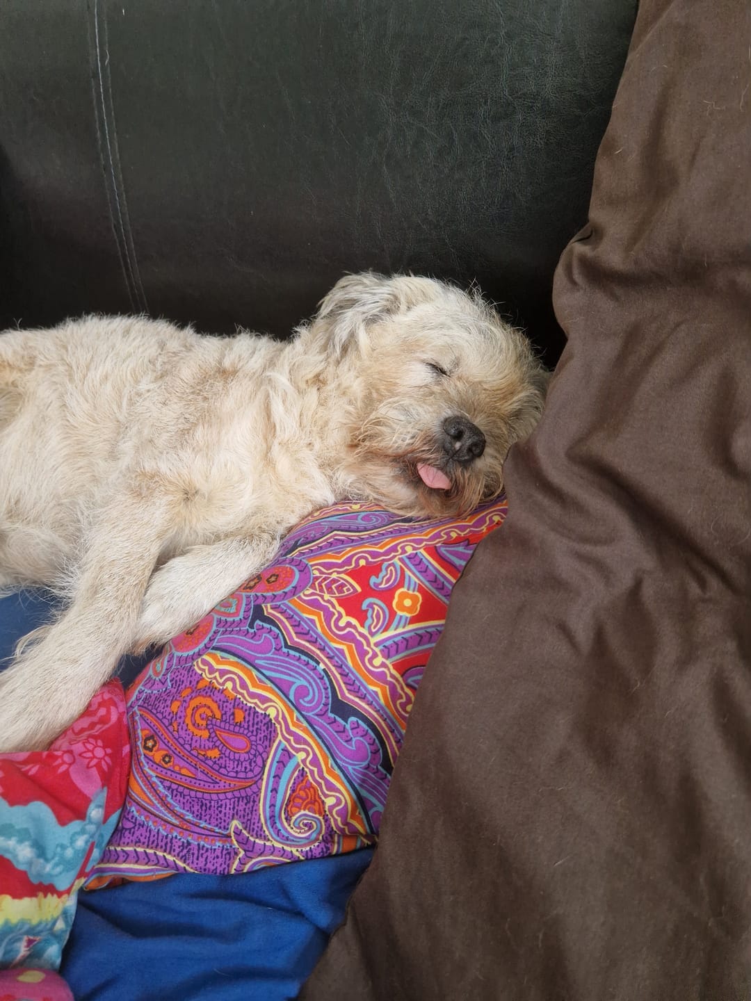 Customer photo review of Green Lipped Mussel Powder For Dogs