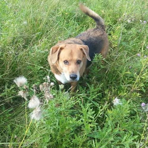 Customer photo review of Flowerpup Custom Pet Portrait (Humans too!)