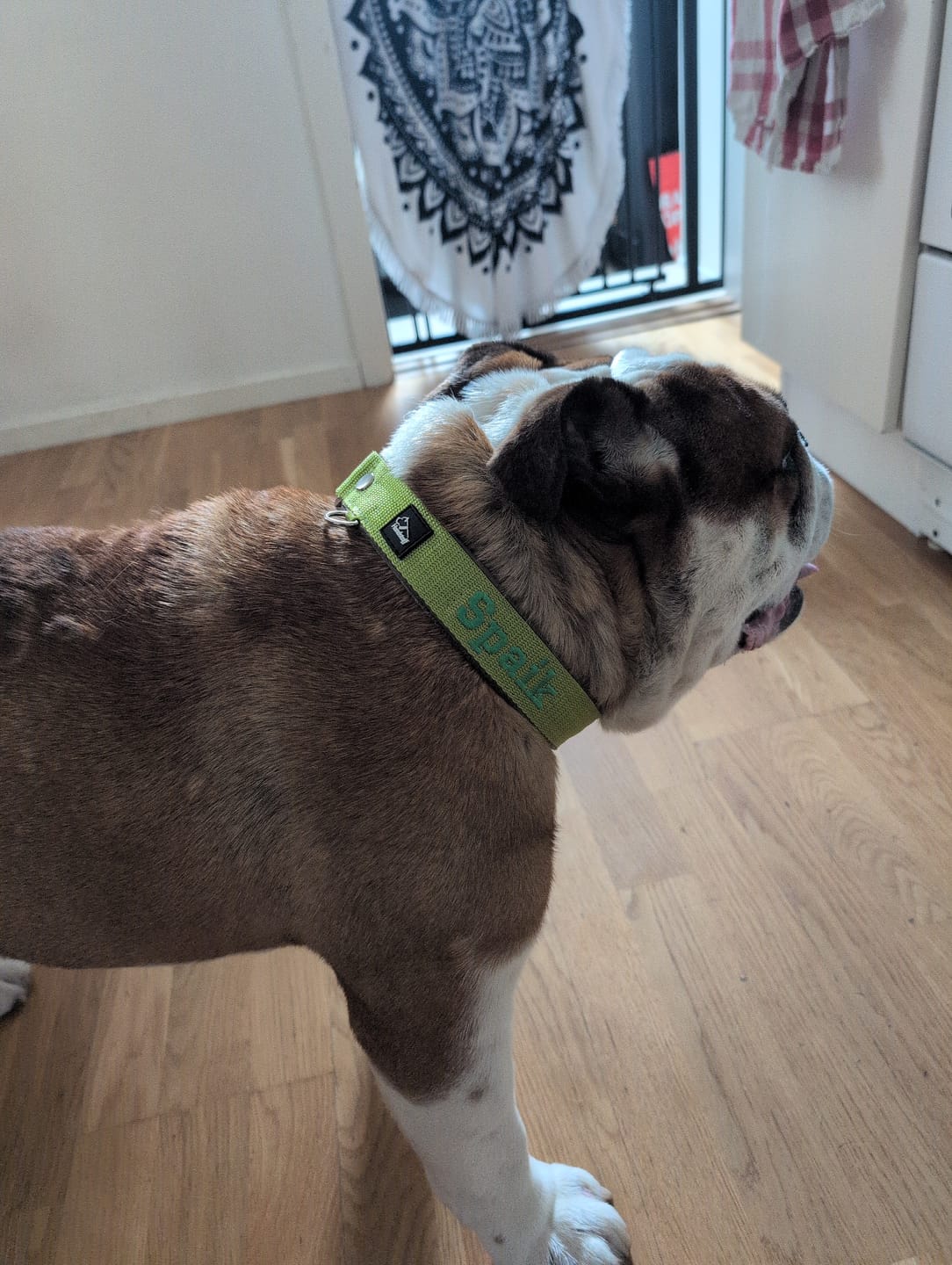Customer photo review of Martingale halsband med namn