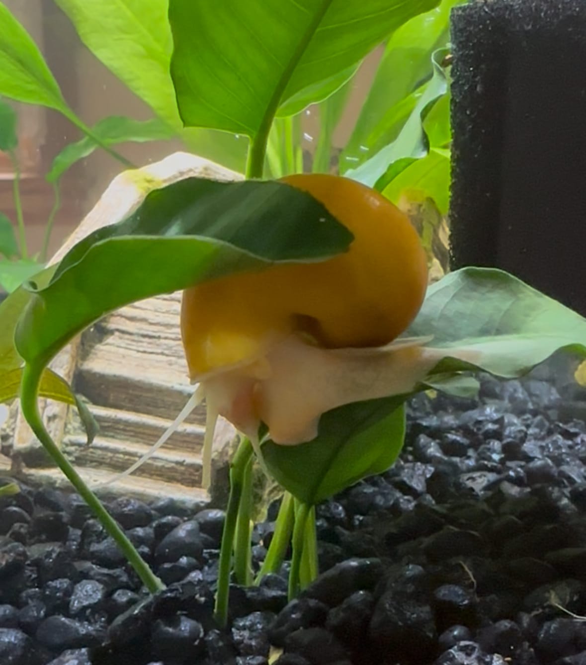 Customer photo review of Gold Mystery Snail
