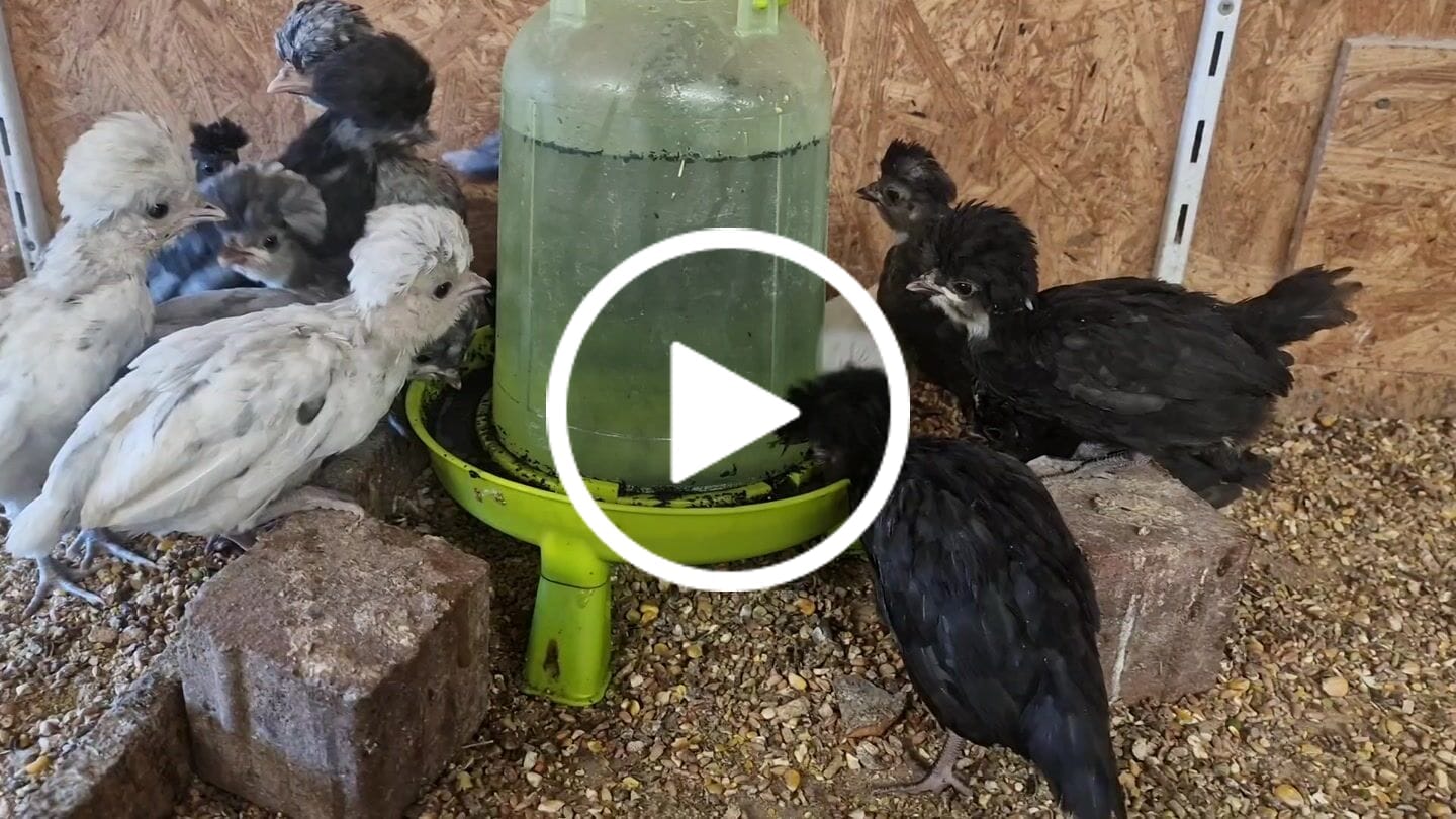 Customer video review of Vetcare Futterkohle - bei Durchfallerkrankungen, als Toxinbinder & zur Verdauungsförderung