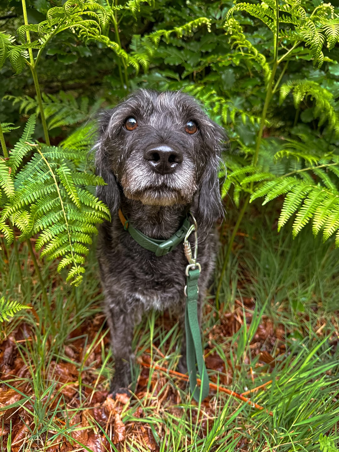 Customer photo review of Tidal Waterproof Collar