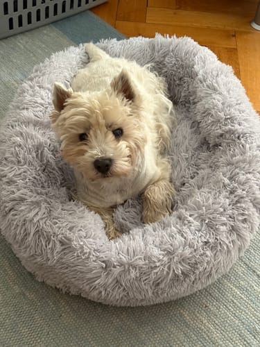 undefined review of Puppery Hundebett Wolke 7 - Das Original image 1 out of 2