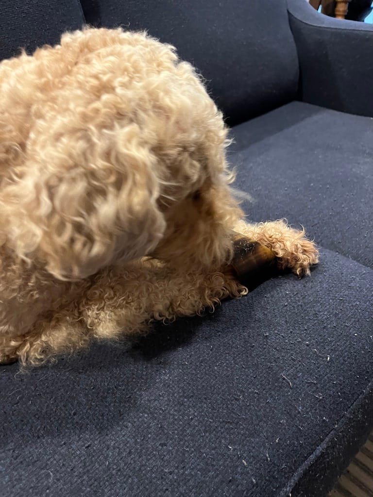 Customer photo review of Cow Hooves