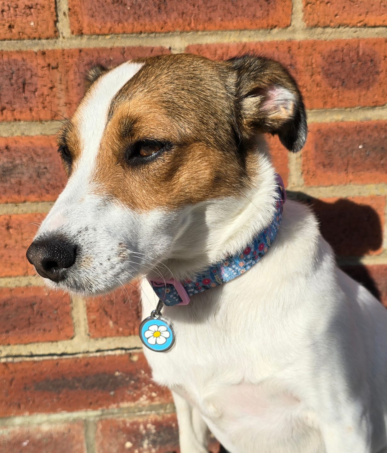 Customer photo review of Collar - Whimsical Wildflowers