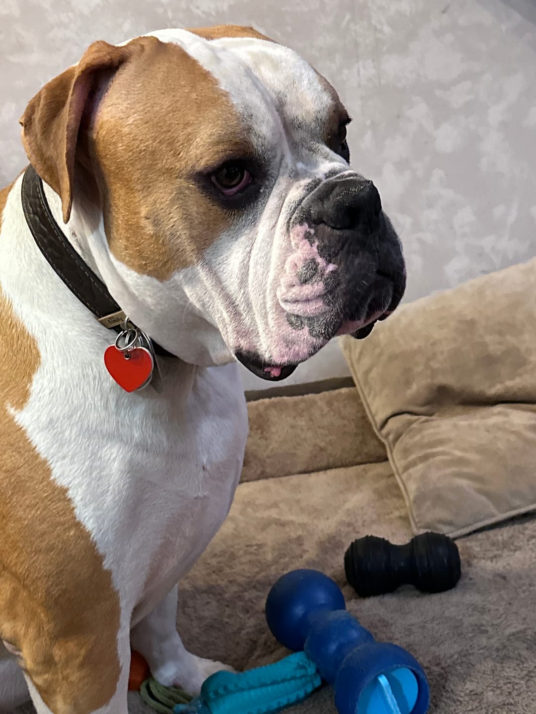 Customer photo review of Royal Canin Gastrointestinal Low Fat + Hydrolyzed Protein Dry Dog Food