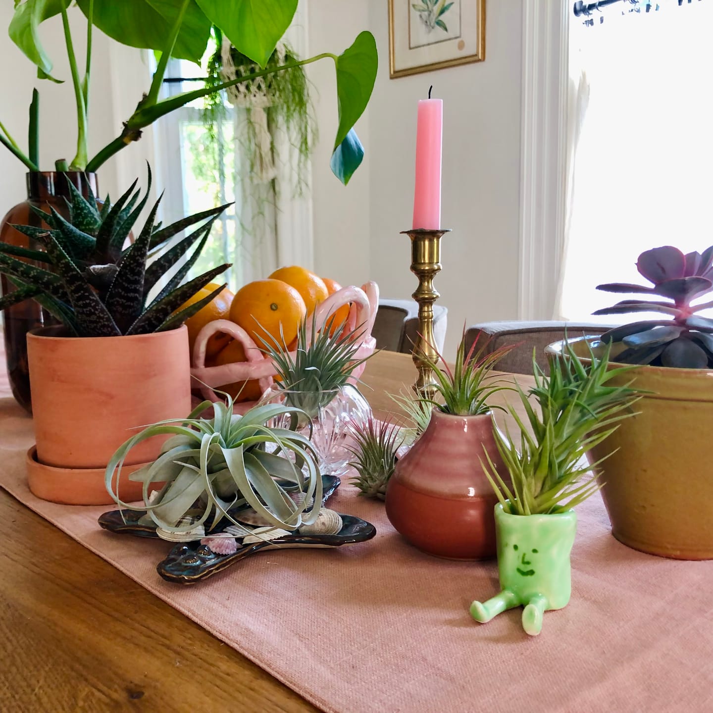 Customer photo review of *6 Pack* Premium Air Plants Mix  *Cannot Be Shipped Internationally*