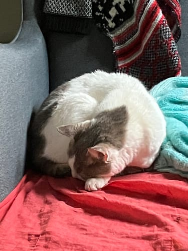 Avis photo d'un client sur Croquettes Chat Stérilisé Sans Céréales - Poulet