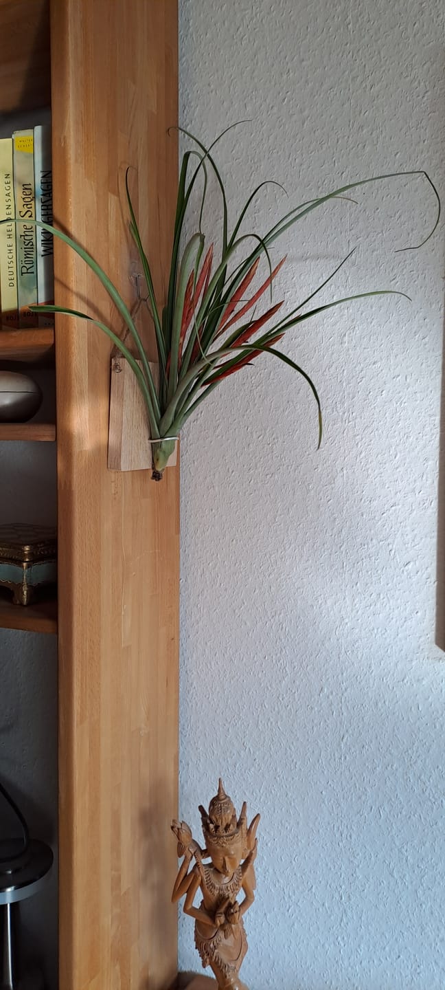 Customer photo review of Tillandsia flabellata 'L'