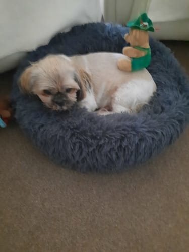 Customer photo review of Hand-harvested Irish Seaweed Plaque Remover for Dogs & Cats (200g)