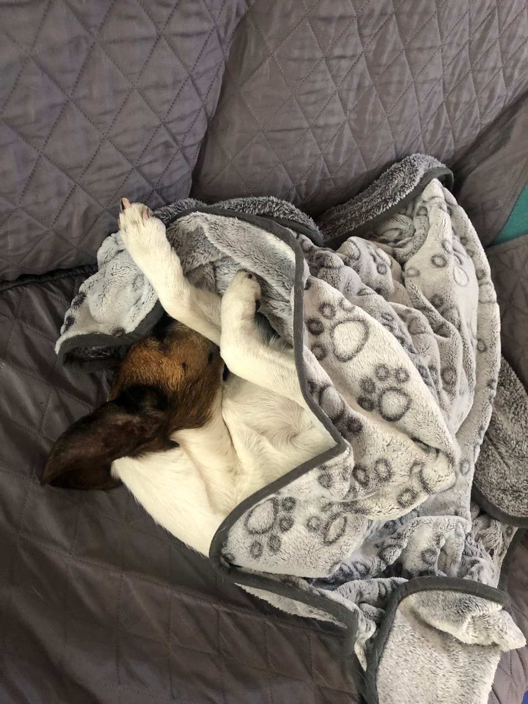 Customer photo review of Manta The Dogs: Para Regalonear