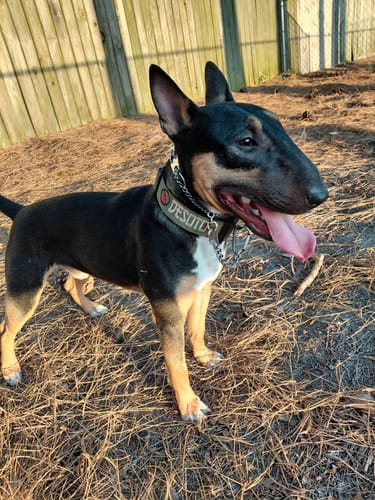 Customer photo review of 1.5" Tacti Slim Dog Collar - Olive