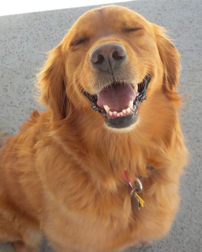 Customer photo review of JUST CBD OIL for Pets Tincture Drops 1000mg