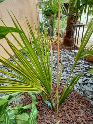 Customer photo review of Sabal minor 'McCurtain' / 60-90 cm