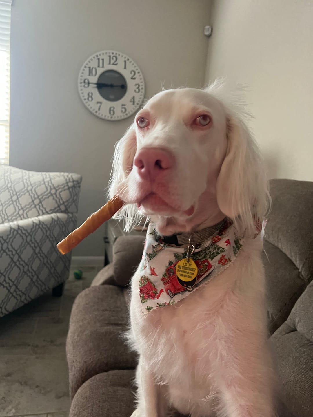 Customer photo review of Bully Bargain Bag