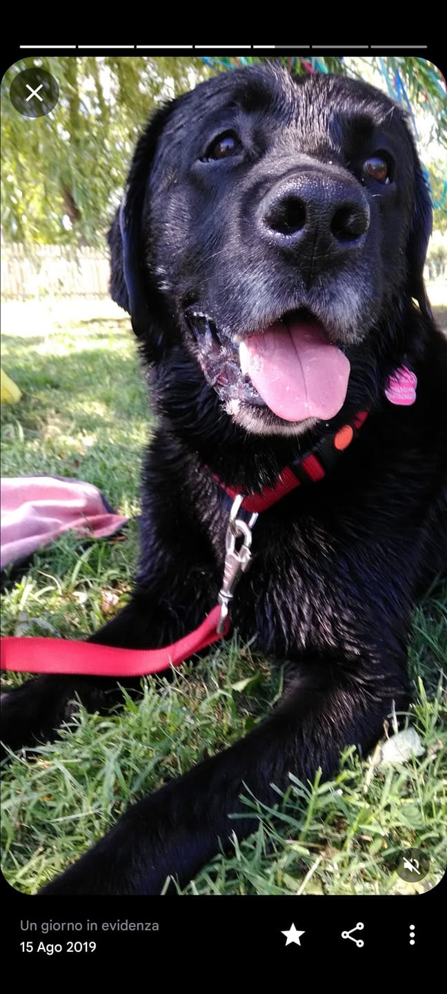 Customer photo review of THERJOINT GREEN TECH 80cpr -  Integratore Naturale per Articolazioni del Cane