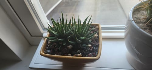 Customer photo review of Haworthia Fasciata | Zebra Plant