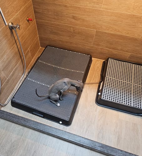 Customer photo review of Weasy Cão