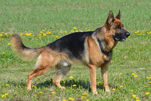 undefined review of The Love Of Dogs image 1 out of 1