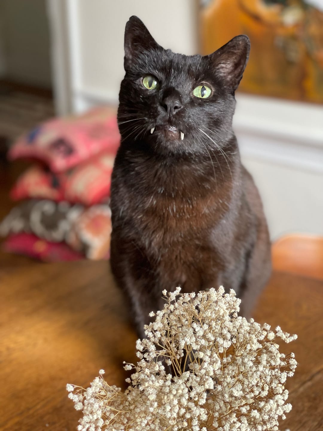 Customer photo review of Freeze Dried Here, Kitty, Kitty!