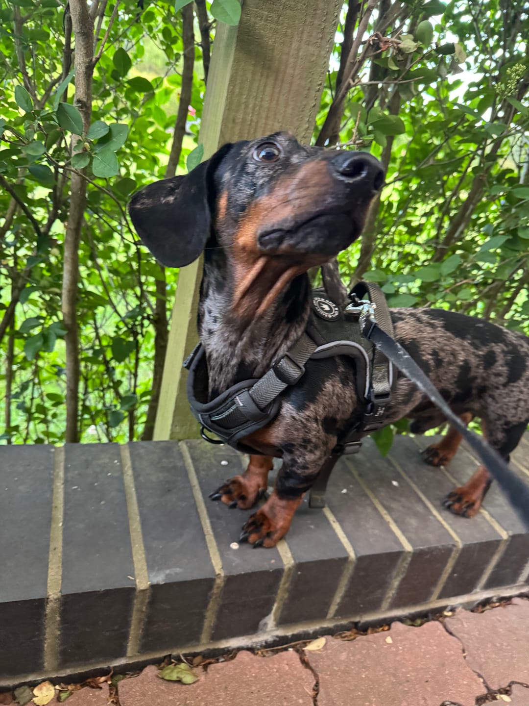 Customer photo review of Trail & Glow Tweed Dog Harness - Forest Tweed