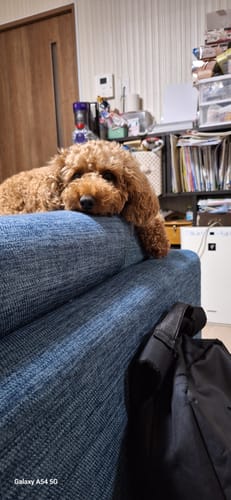 Customer photo review of FunFunPet 高機能ハーネス（お名前タグ作成サービス付き）