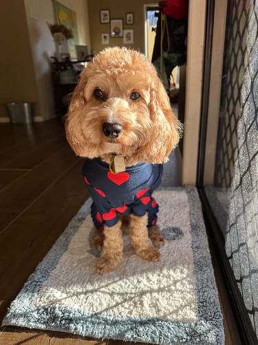 Customer photo review of Dog Pajama - Hearts