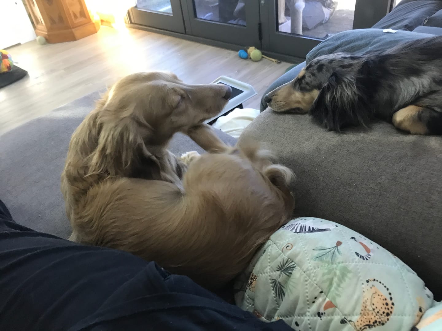 Customer photo review of Variety Box for Dogs
