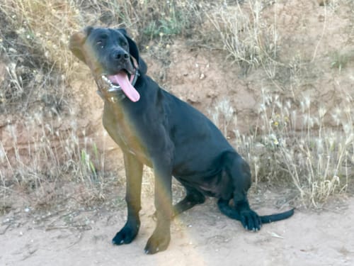 Customer photo review of Grain Free Giant Puppy