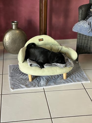 Customer photo review of Pawz CloudNest Elevated Pet Sofa Bed