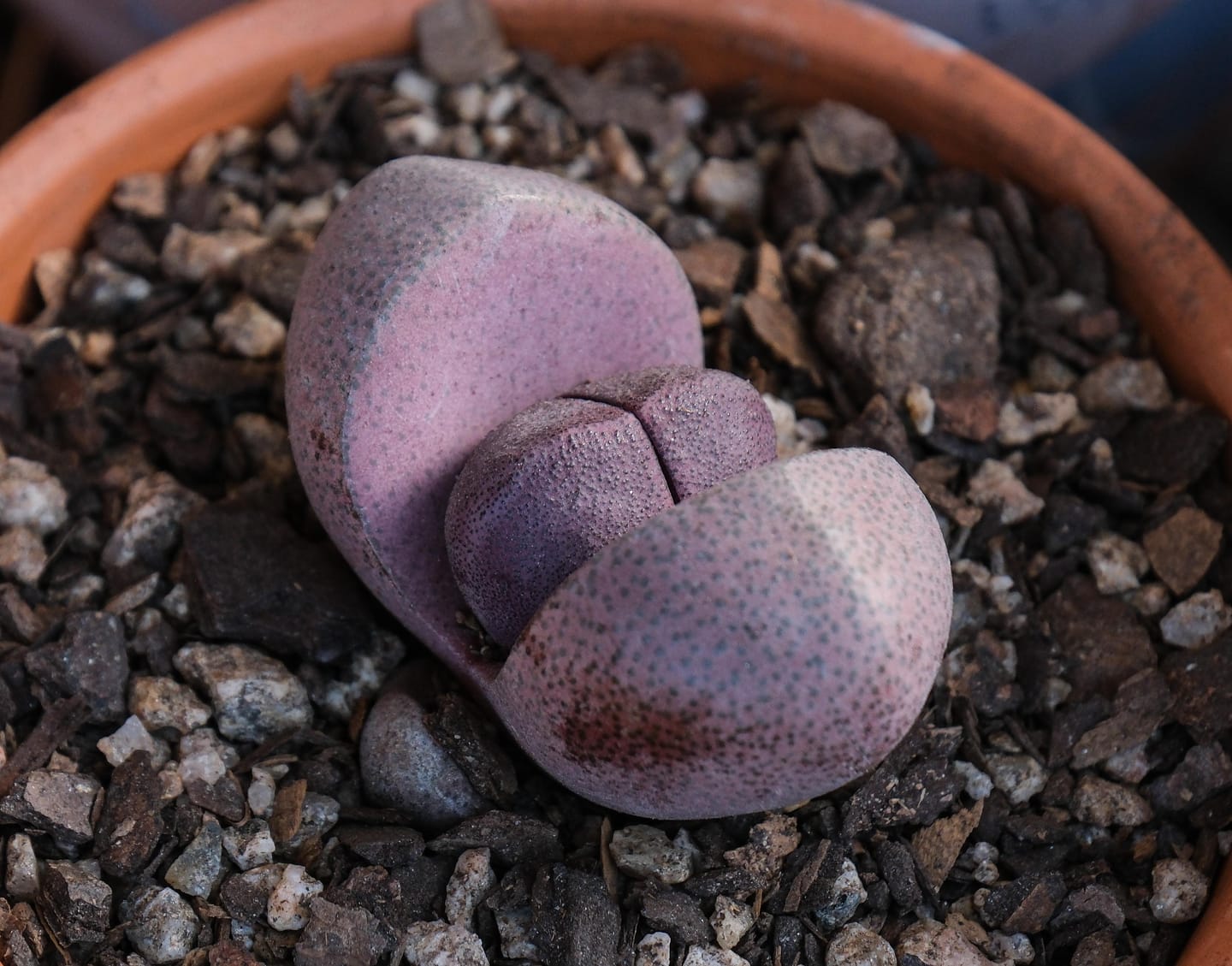 Customer photo review of Pleiospilos nellii 'Royal Flush'