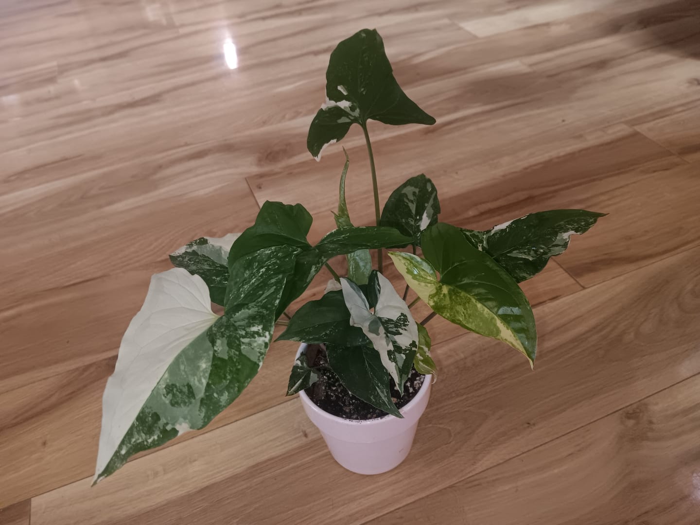 Customer photo review of Syngonium podophyllum albo variegata