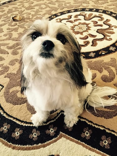 Customer photo review of Allergy & Immune