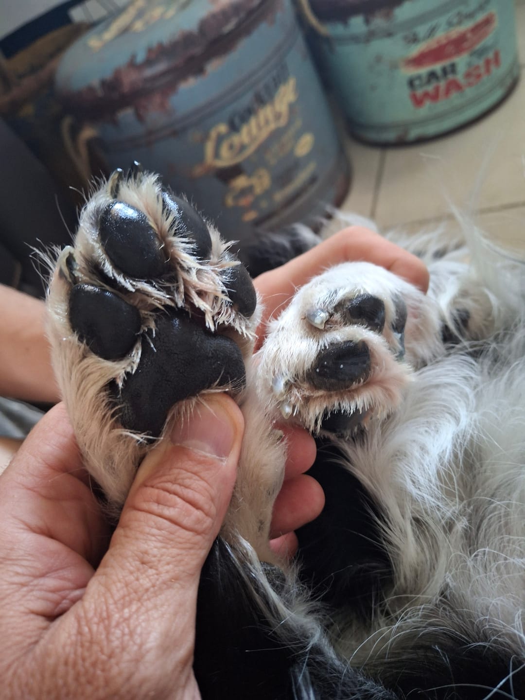 Customer photo review of Baume réparateur | Chiens et chats