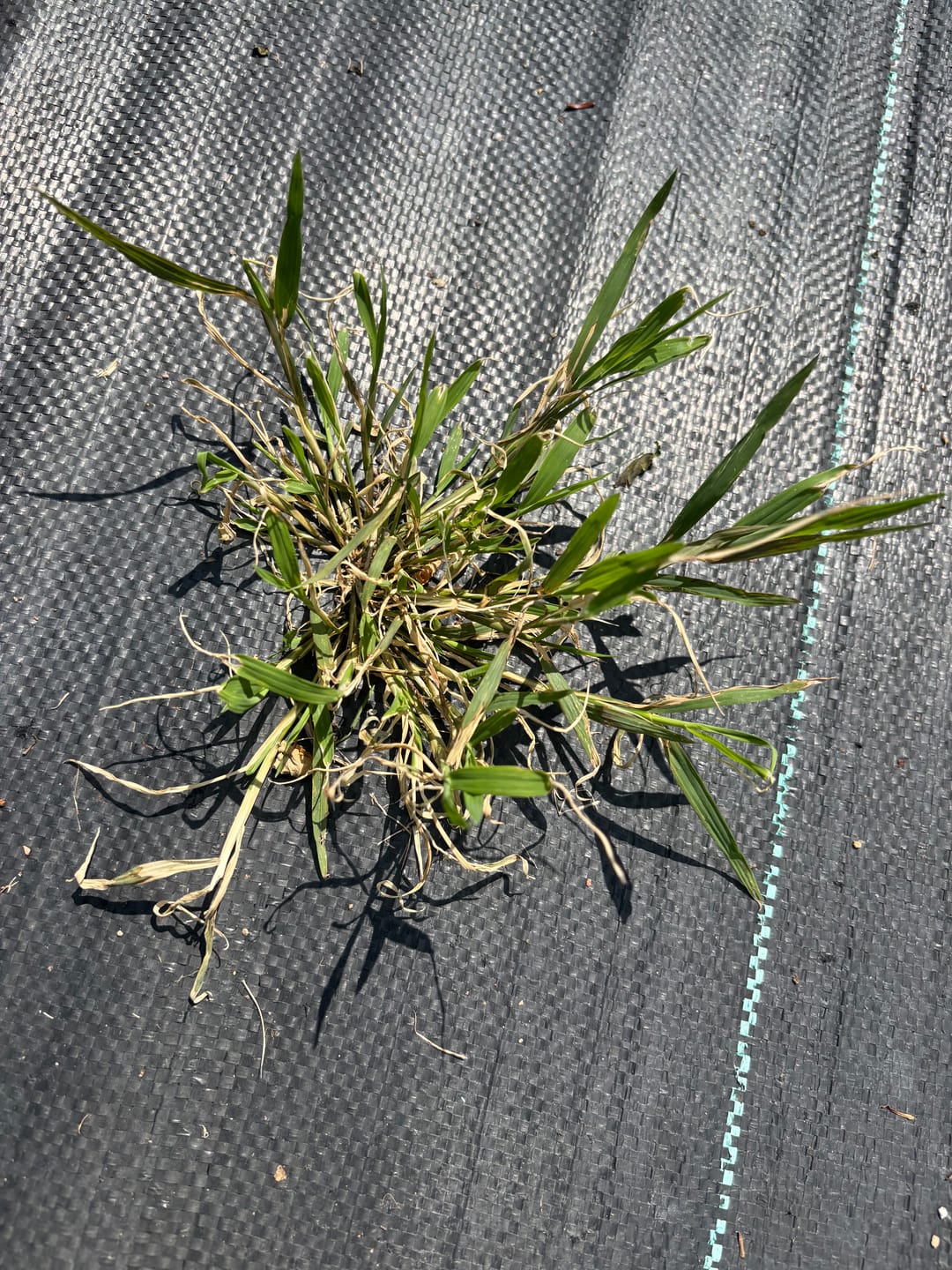 Customer photo review of Mirimichi Green Weed Control (concentrate)