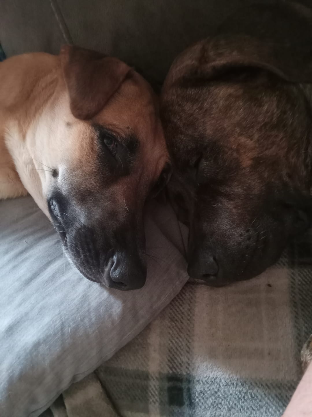 Customer photo review of Seizures - Dogs