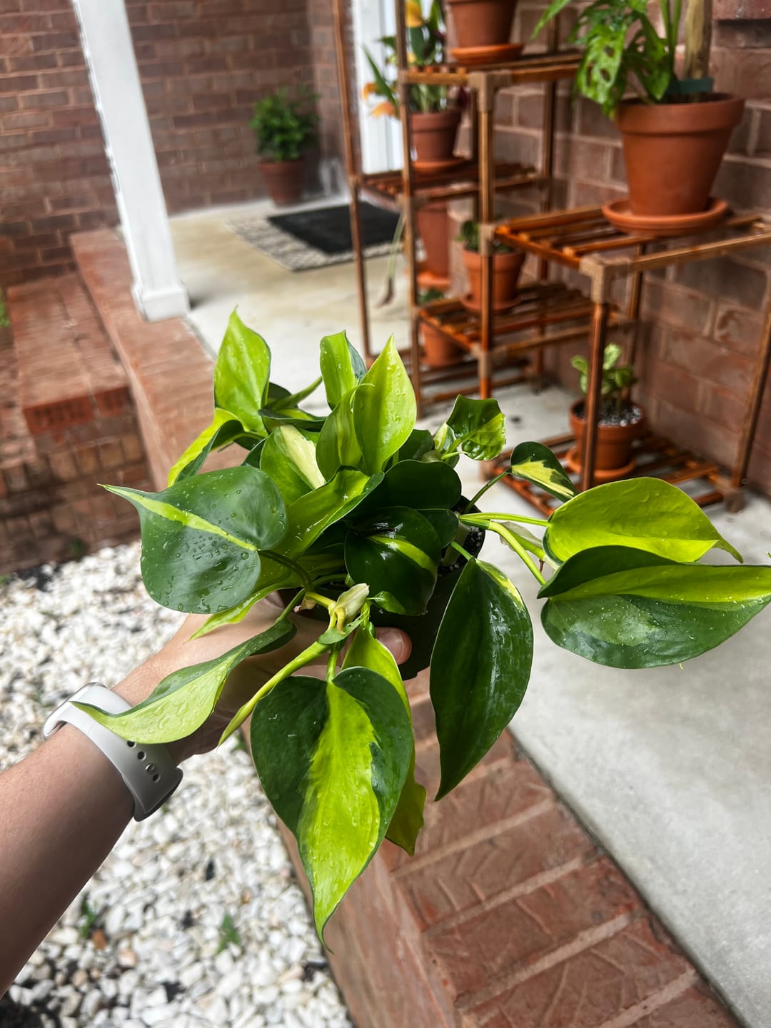 Customer photo review of Philodendron hederaceum 'Brasil'